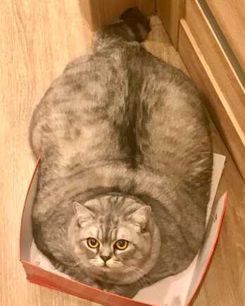 Liznya the Cat