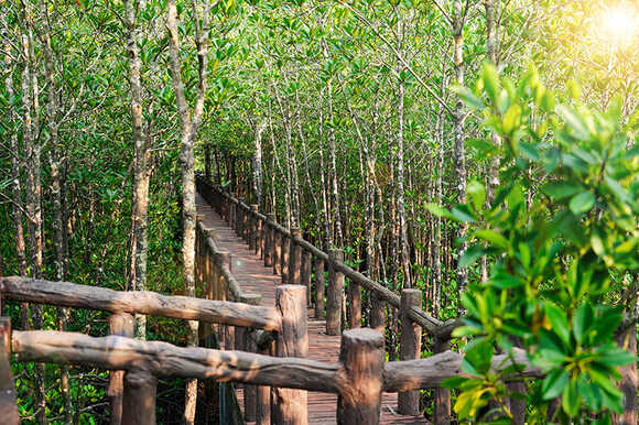เส้นทางศึกษาธรรมชาติป่าชายเลน หมู่เกาะชุมพร ที่เที่ยวหน้าฝน 2569