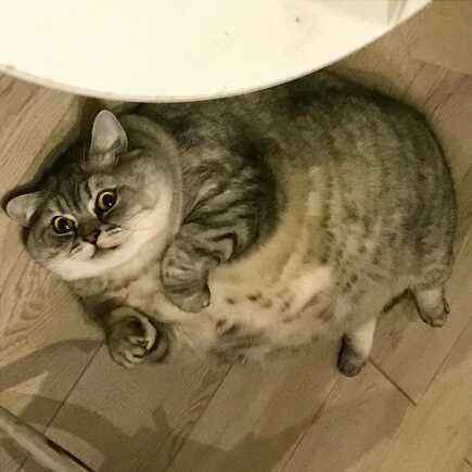 Liznya the Cat