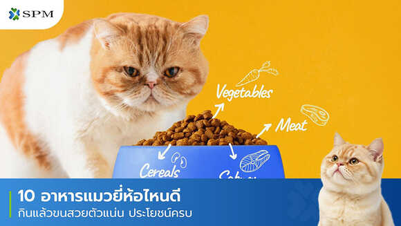 อาหารแมวยี่ห้อไหนดี