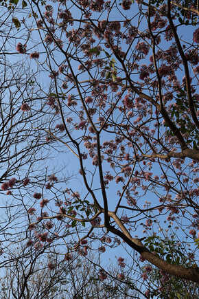 ชมพูพันธุ์ทิพย์ สวนรถไฟ 2569