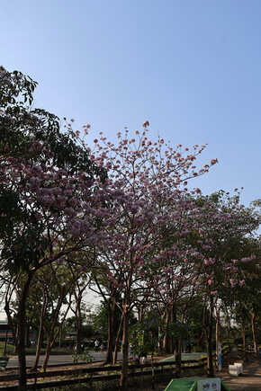 ชมพูพันธุ์ทิพย์ สวนรถไฟ 2569
