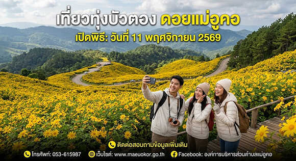 ทุ่งดอกบัวตอง ดอยแม่อูคอ 2569