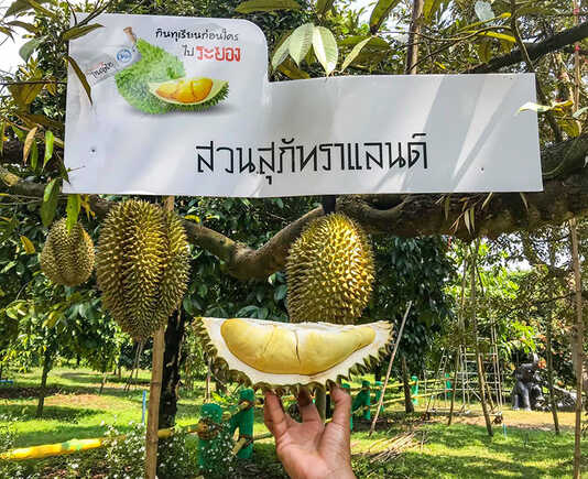 สวนทุเรียนบุฟเฟ่ต์ 2564