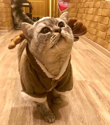 Liznya the Cat