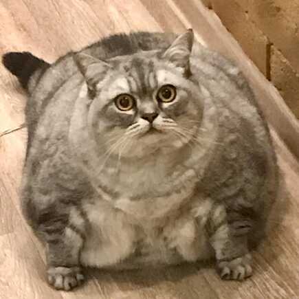 Liznya the Cat
