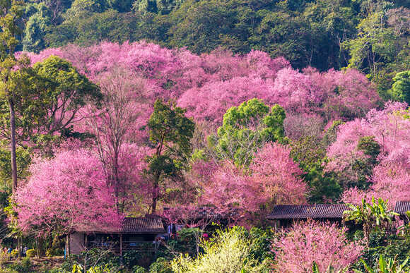 ดอกนางพญาเสือโคร่ง ขุนช่างเคี่ยน