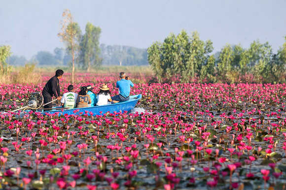 นักท่องเที่ยวนั่งเรือชมทุ่งบัวแดงบึงบอระเพ็ด