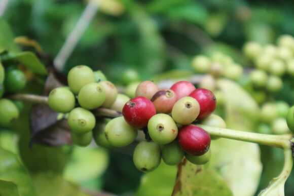 ผลกาแฟ บ้านแม่ลัว