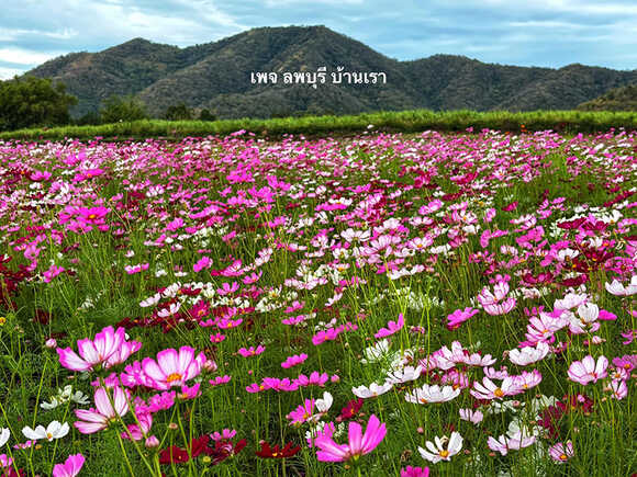 ทุ่งคอสมอส ลพบุรี ไร่สิริยา